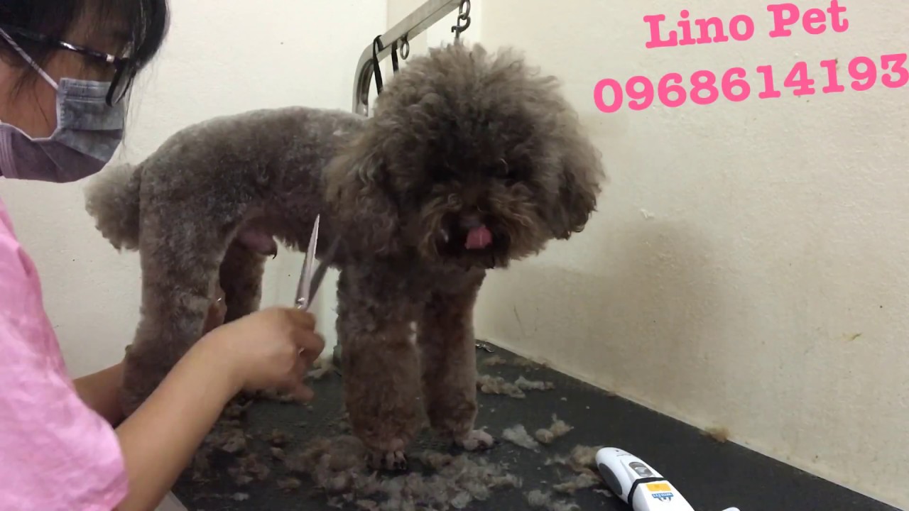 dịch vụ cắt tỉa lông chó tphcm  Update 2022  Dịch vụ cắt tỉa lông cho chó Poodle giá rẻ ở tại Hà Nội - Linopet