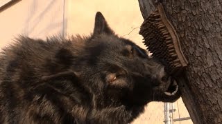 Wolf, Camels, Dogs Play W/ Gifts You Sent! ~ Huge Compilation Music Vid! ~