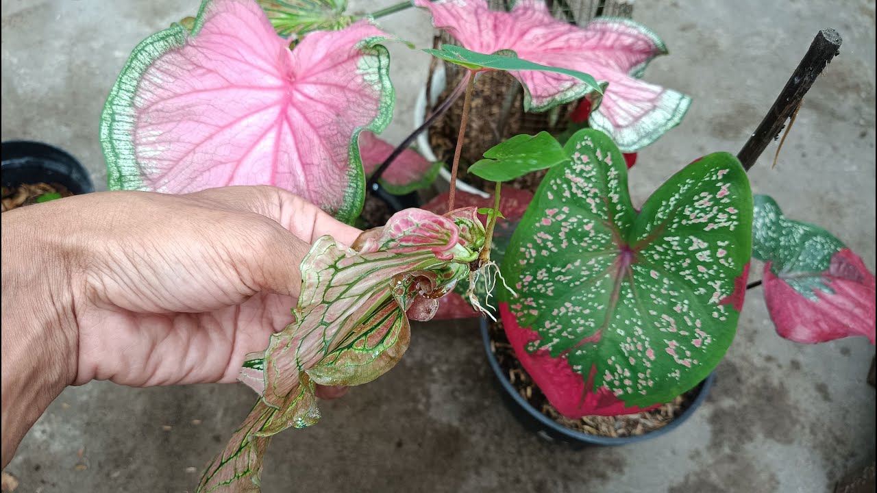 How to Grow Caladium Plant From Single Leaf