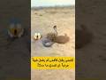 النمس ينهي الأفعى ثم يفعل شيئا مرعبا لن تصدق ما حدث Top غرائب ترند السعودية 