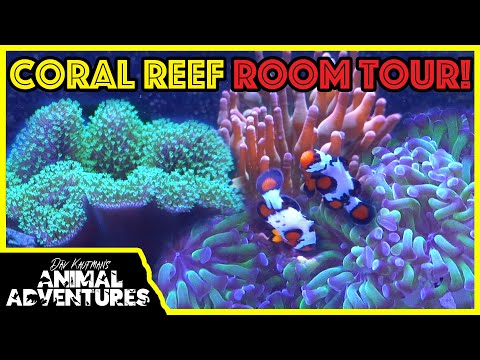 Saltwater reef FISH