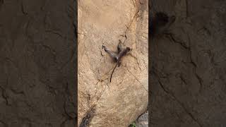 Spiderman of Hampi. #hampi_murali #travel #nature #monkey