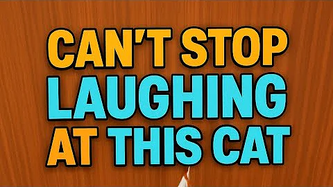 Video 11590111: cat kitten pets funnycat, cat funny kitten kucing, kitten cute pets funnycat, funniest cats