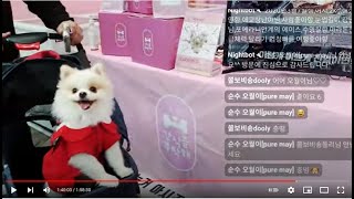 2021년 11월 일산 케이펫페어 라이브 방송