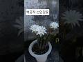 #백공작선인장꽃