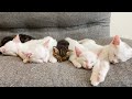 母猫を亡くした赤ちゃん猫が子猫たちと初対面