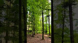 15s Swiss Forest Walk | Birds &amp; Leaf Sounds 4K