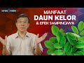 Manfaat daun kelor  efek sampingnya