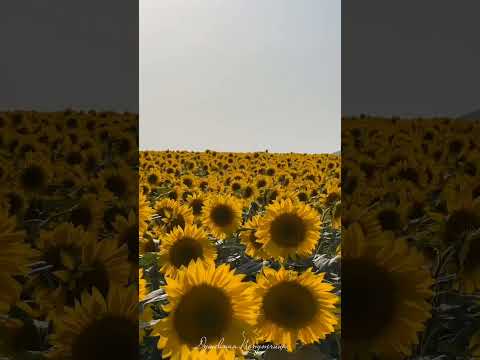 🌻Золотой подсолнушек,Лепесточки – лучики.Он – сыночек солнышка И весёлой тучки.