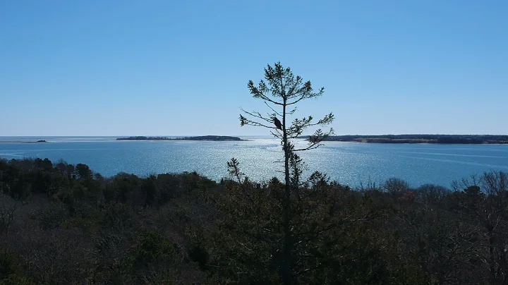 Red Tail Hawk on Pleasant Bay - 3/30/21