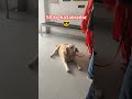 50 kg ka labrador 😎😈 ll #dog #viral #pets #pets #ytshorts #puppyvideos