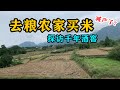 在粮农家买四川本地产的新大米,粮食减产,吃不起饭?剑南春白酒的千年酒窖,现在依然在生产!My daily life record【辰阳vlog】