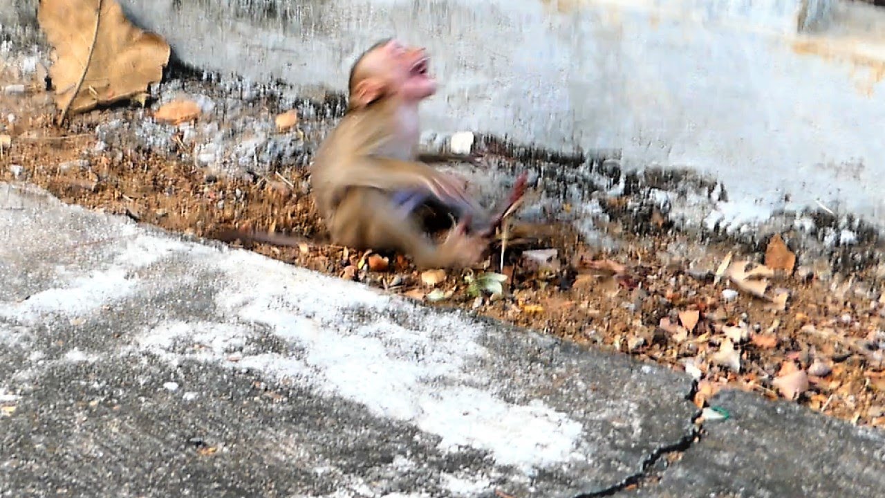 Cute Bella Girl Falls From Fence Due To Scared Of Mother Berry