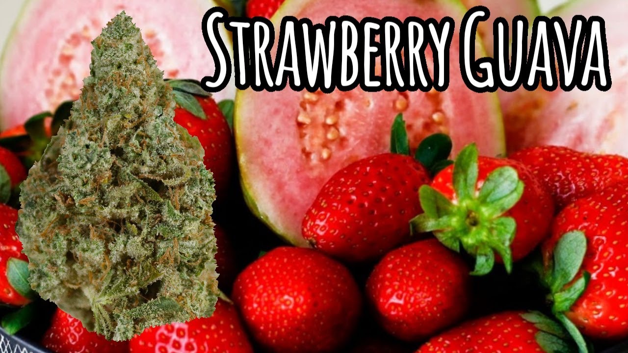 Strawberry Guava OFFICIAL STRAIN REVIEW