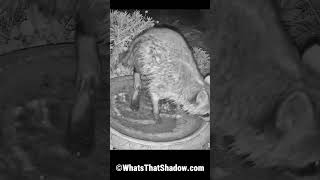 Raccoon With Huge Mussel (Shellfish) On Back Right Foot | WhatsThatShadow.com