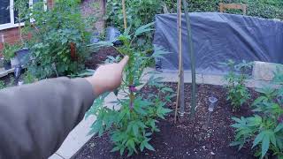 Outdoor Garden Grow UK 2025 Update #4