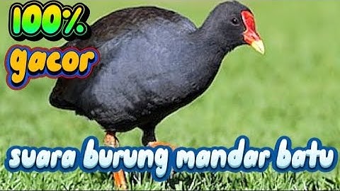 (SUARA PIKAT BURUNG MANDAR SAWAH/BATU) 🔴 •||• pikat burung mandar batu,mandar sawah,perlong‼️✅