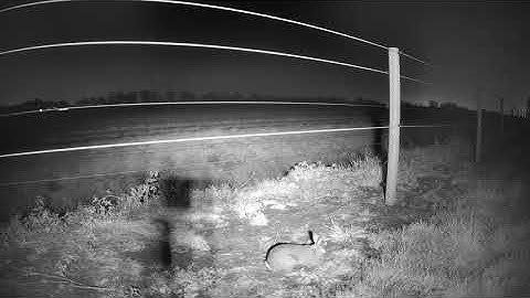 2025-11-17 18:32 Peter the hare digs a hole