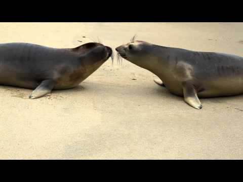Viral video: Seal pups kiss as they are released into the wild -  lehighvalleylive.com