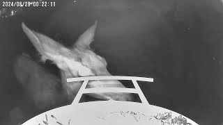 Night vision deer eating from bird feeder