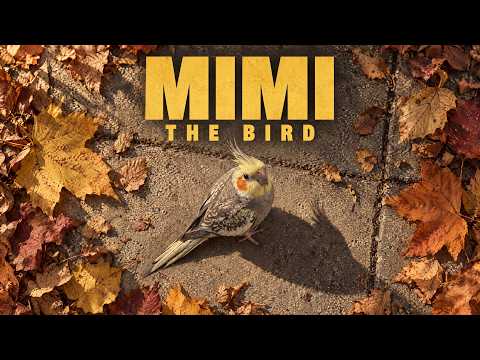 Mimi the Bird