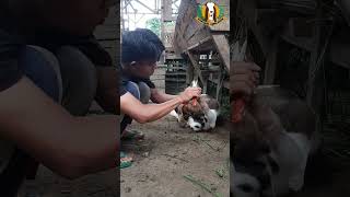 KUKU KAMBING HARUS DIPOTONG SETIAP 3-6 BULAN