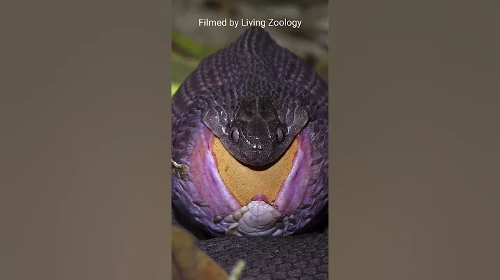 Egg-eater swallowing a huge egg, snake feeding - DayDayNews