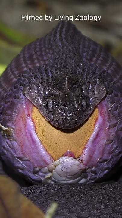 Egg-eater swallowing a huge egg, snake feeding