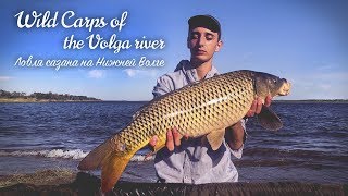 : Wild Carps of the Volga river.     