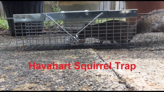 How to Set: Havahart® X-Small 2-Door Trap Model #1020 for Mice & Shrew 
