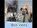 Серый волк против пятнистой гиены: кто сильнее в бою? Animals VS