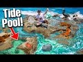 FINDING FISH IN BEACH TIDE POOL! (sharks, manatees, aquarium fish!)