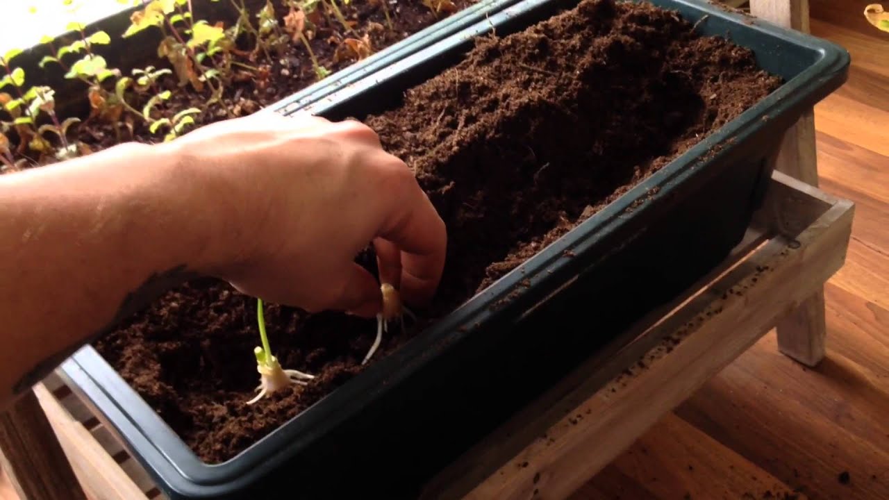 Indoor Winter Gardening - YouTube
