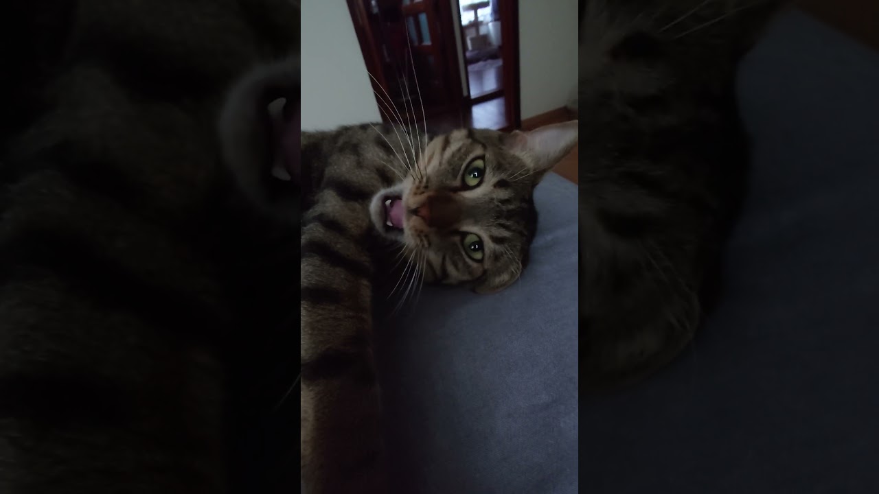チョコちゃん😻アップ💜📱にツンツン🐾可愛い🍀 - YouTube