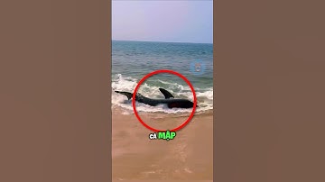 TRÁNH XA CÁ MẬP TRÊN BỜ BIỂN | 🦈❌ #fact #amazingfacts #thaukinhdongvat
