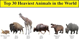 Top 30 Heaviest Animals in the World | Comparison List by Breyon 8,603 views 1 year ago 3 minutes, 46 seconds