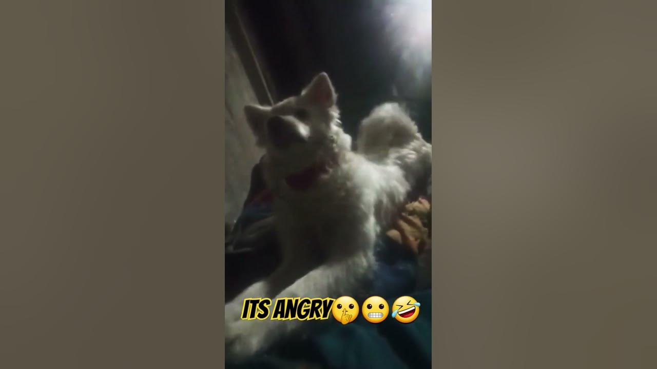 i-ll-never-disturb-you-again-my-cute-pet-youtube