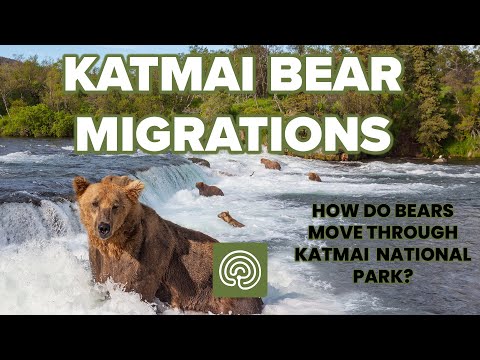 How Do Bears Move Through Katmai National Park?