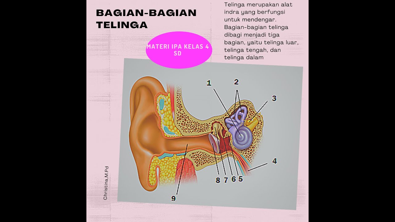 Mengidentifikasi Bagian Bagian Telinga Materi Ipa Kelas 4 Sd Tema 1 Subtema 2 Youtube