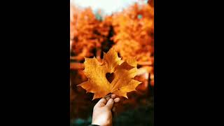 Hər Payız Tökülən Ömrümüzün Yarpaqlarıdır