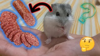 I bought a hamster sausage! Will you be stunned by his reaction? 🐹