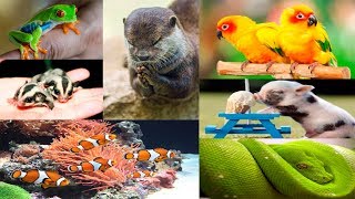 Top 10: Mascotas Exoticas y Legales