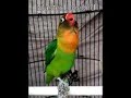 Suara Love Bird Untuk Memancing Bunyi Love Bird Paud Mp3 - Mp4 Download
