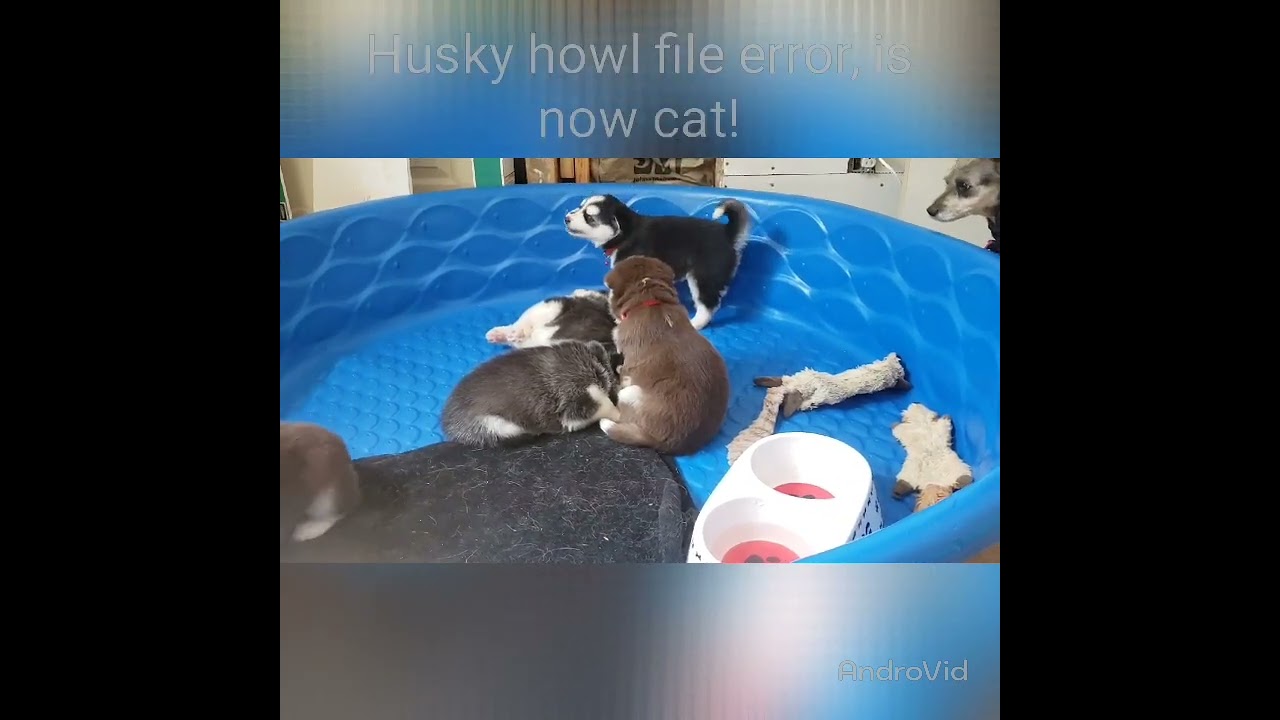 Husky.exe has failed (Husky puppy learning how to howl)