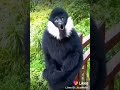 قرد اسود