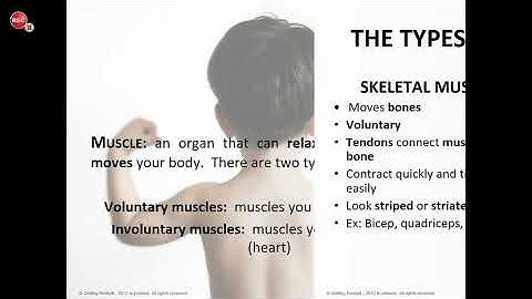 Muscular System Video and Powerpoint