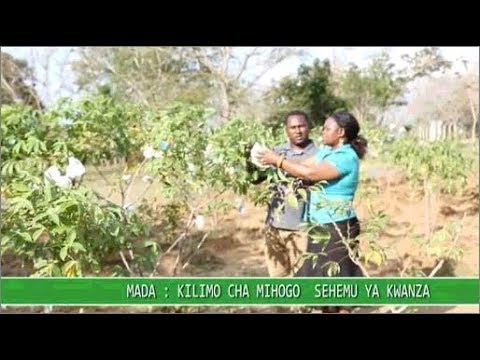 Video: Neuroma zinapatikana wapi?