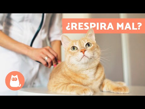 Video: ¿Por qué mi gato respira con dificultad?