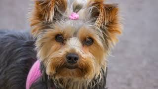 Yorkshire Terrier your Tiny Therapist