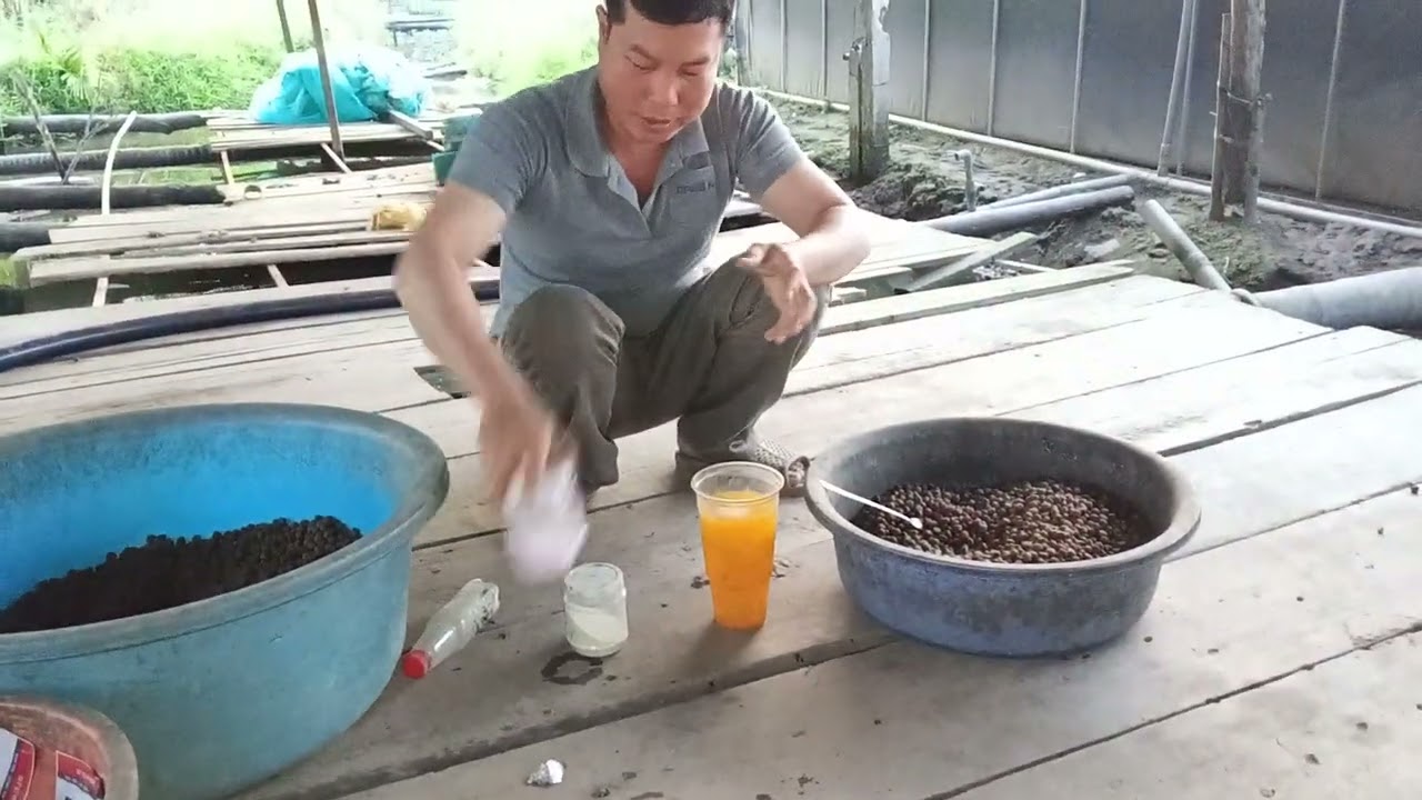 Chia sẻ cách trộn vitamin c cho ếch nái tơ và ếch thịt ăn mùa lạnh để ếch khỏe mạnh bán được giá 